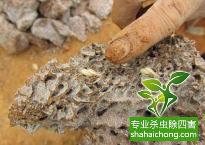 深圳白蟻防治公司 科學滅白蟻方法與專業防治服務全解析