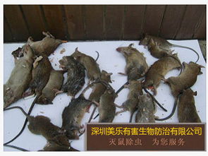 酒店滅鼠報(bào)價(jià)指南 可靠廠家與白蟻防治服務(wù)全解析
